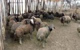 انهدام باند سارقان احشام در کهگیلویه و بویراحمد انهدام باند سارقان احشام در کهگیلویه و بویراحمد