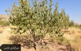مهلت یک هفته ای کشاورزان به مسولان استانی/اگر مشکل حل نشود تمام درختانمان را قطع می کنیم