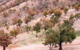 درختان بلوطی که مظلومانه جان می دهند درختان بلوطی که مظلومانه جان می دهند